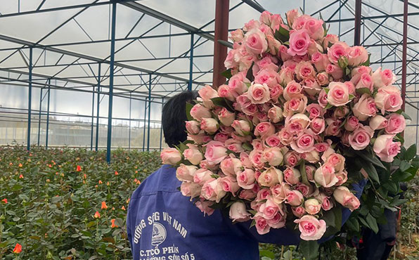 Ý Nghĩa của các loại hoa Hồng