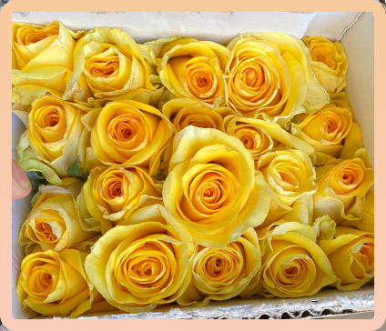 Hoa hồng Vàng Chùa