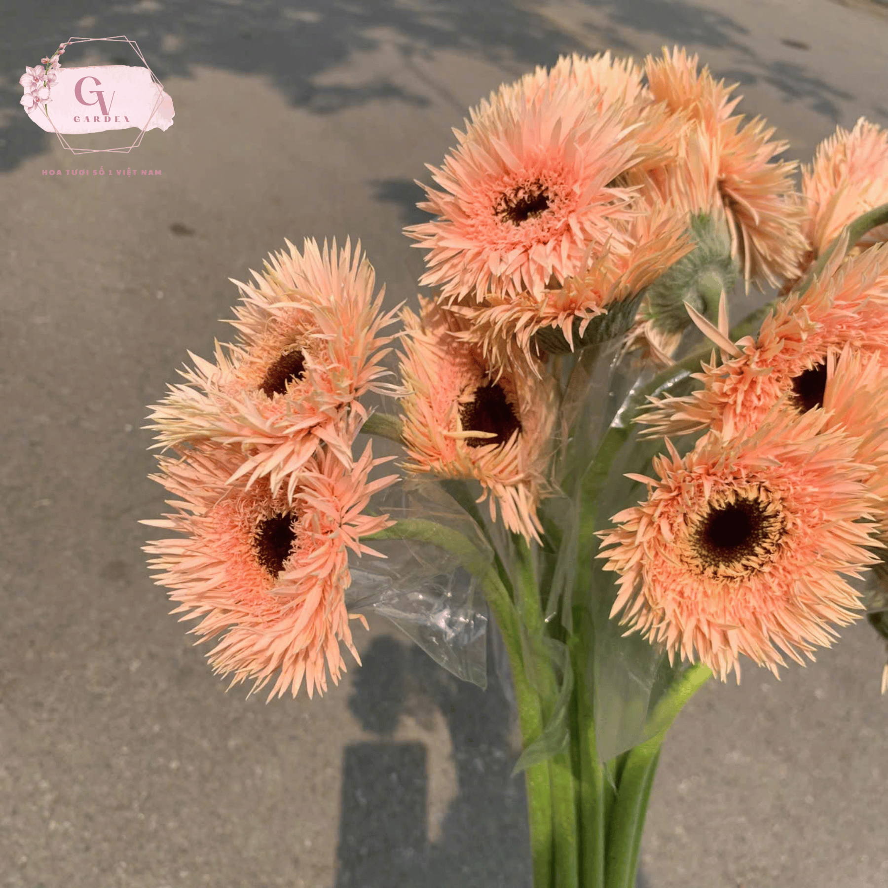 Hoa đồng tiền tua rua tại nhà GV Group