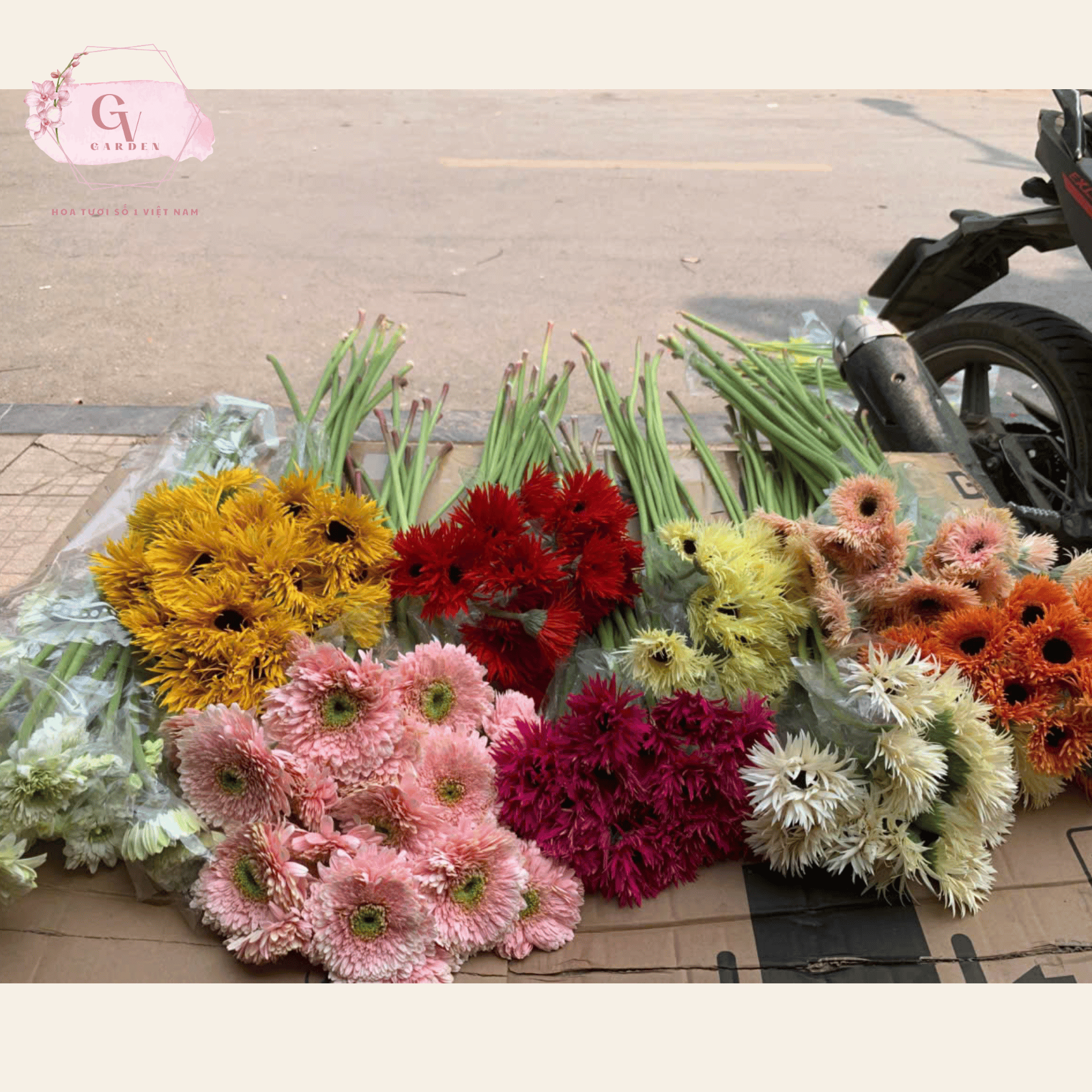 Sỉ hoa đồng tiền tại GV Group