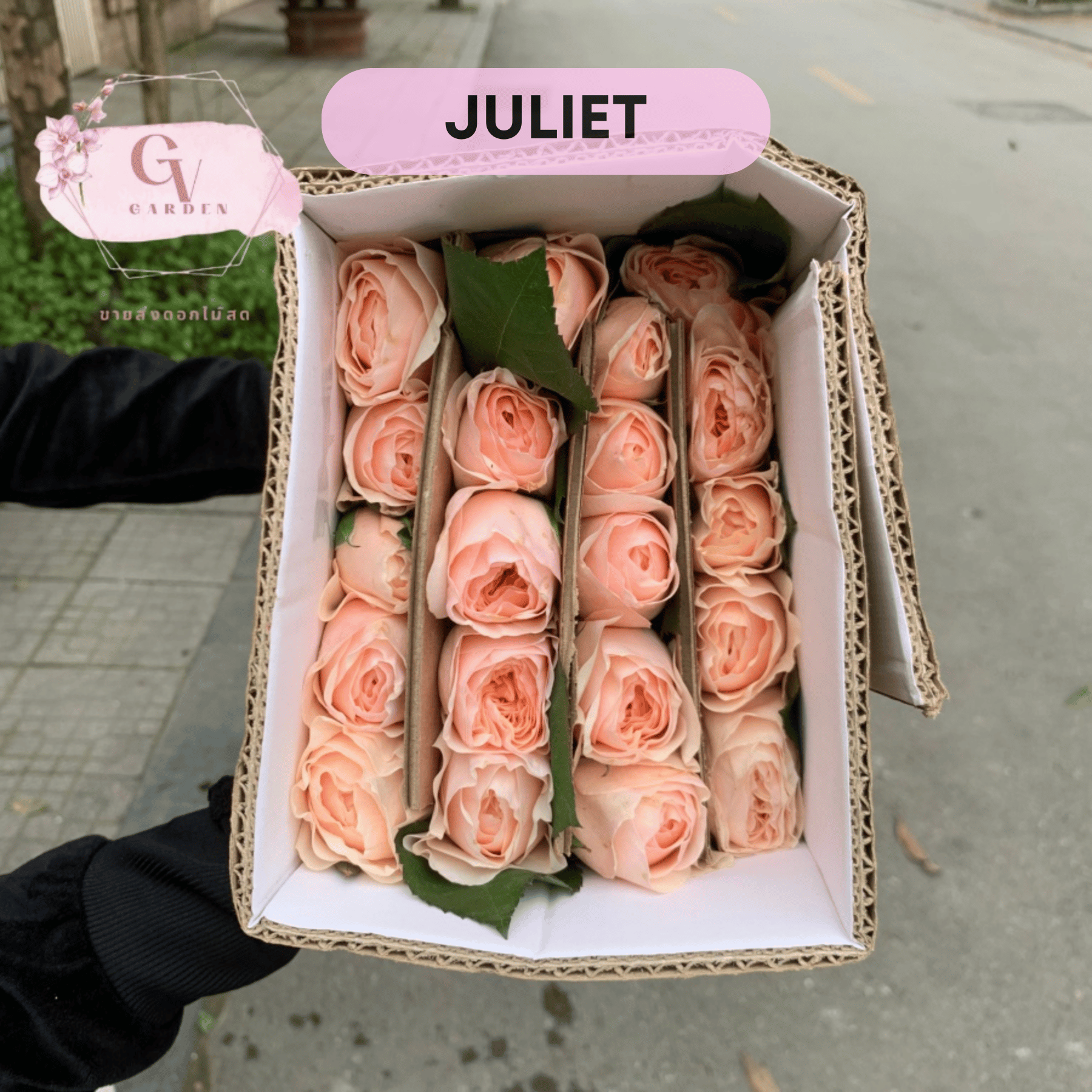 Sự Tôn Trọng và Ngưỡng Mộ