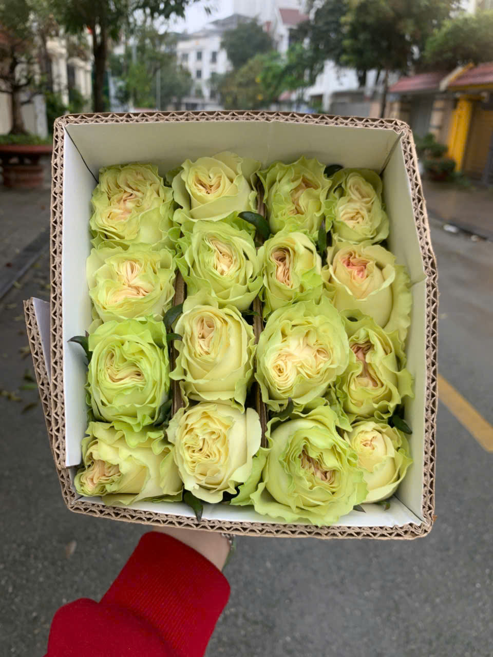 Hoa hồng Xanh Lưu Ly