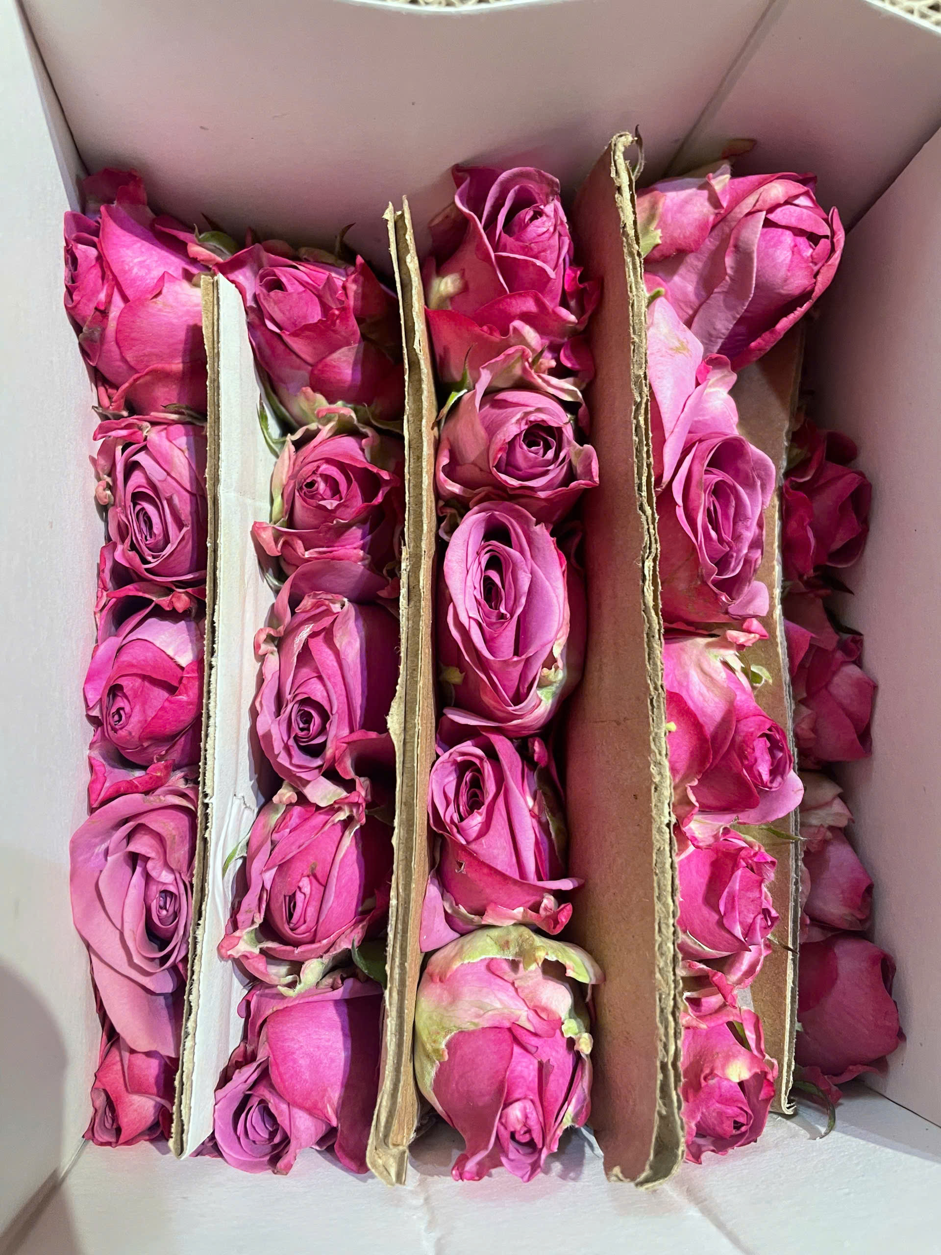 Hoa hồng Tím Huế