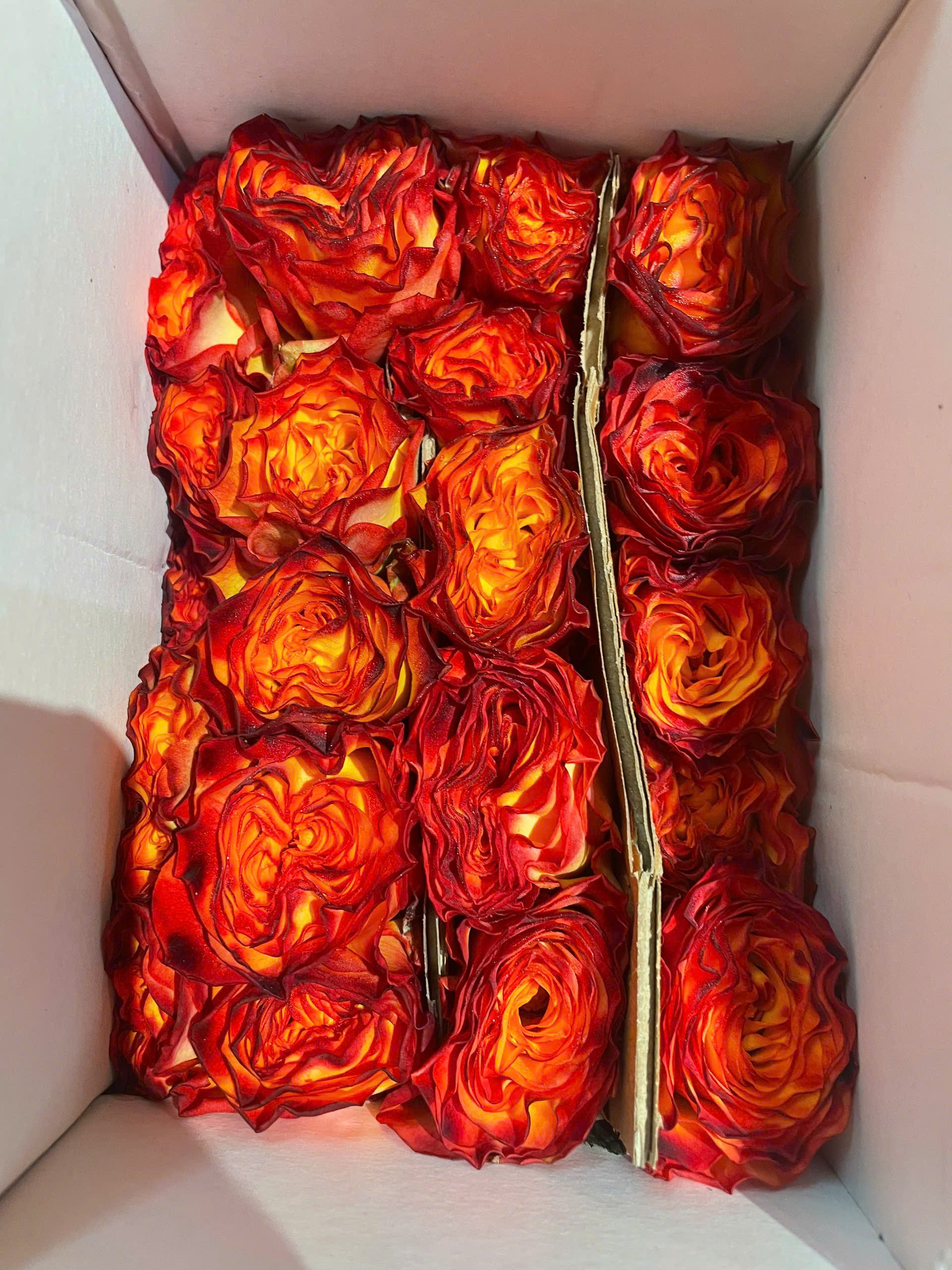 Hoa hồng Cam Cháy