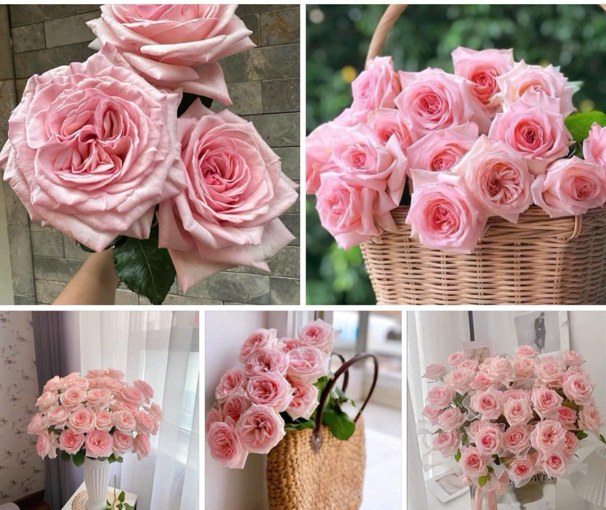 Hoa hồng Juliet hồng