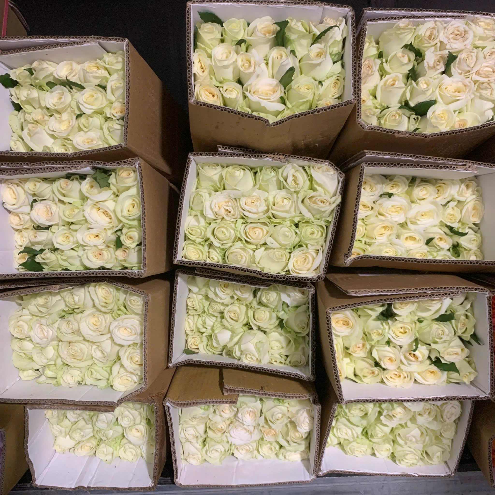 Hoa hồng Trắng Cồ