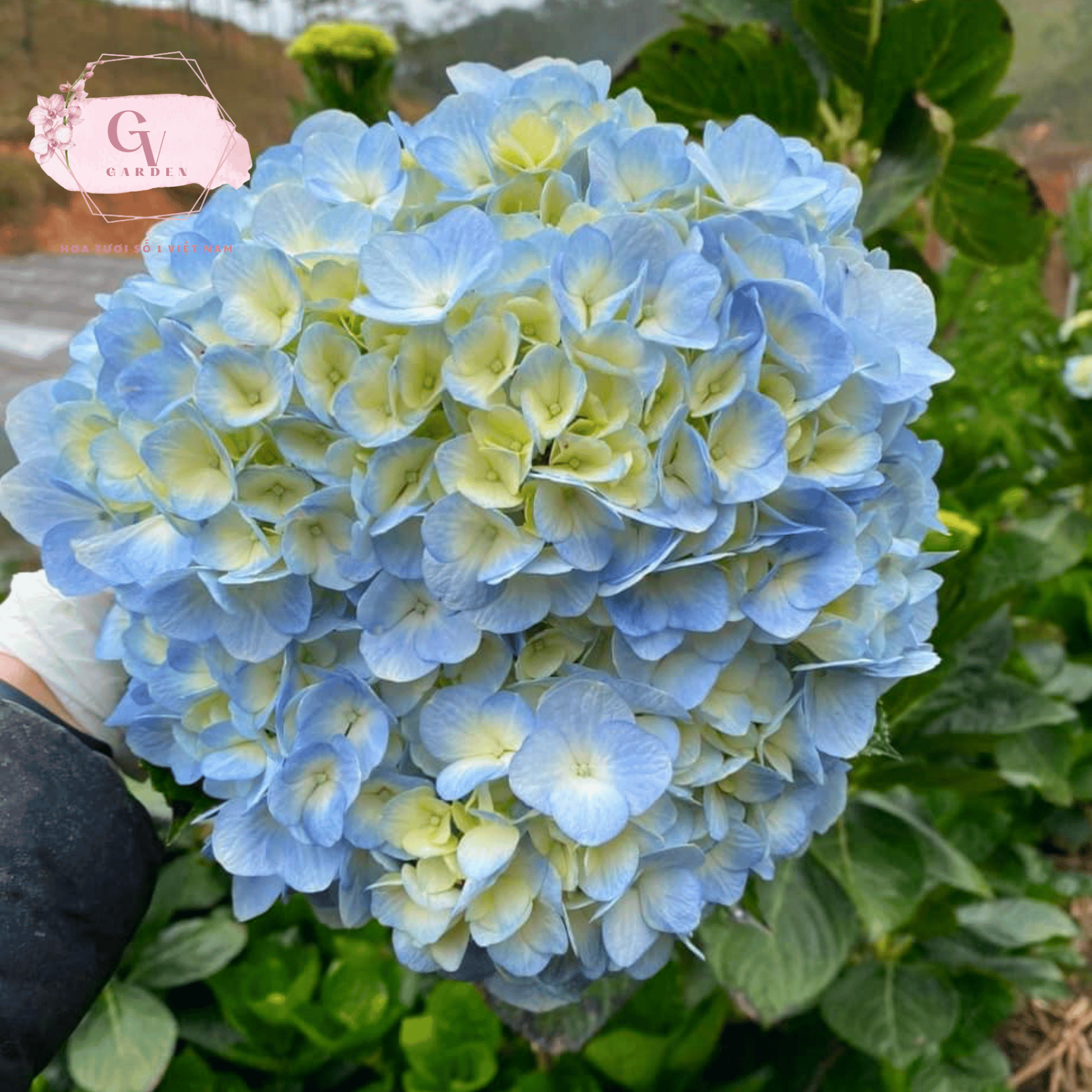 Ý nghĩa của hoa cẩm tú cầu