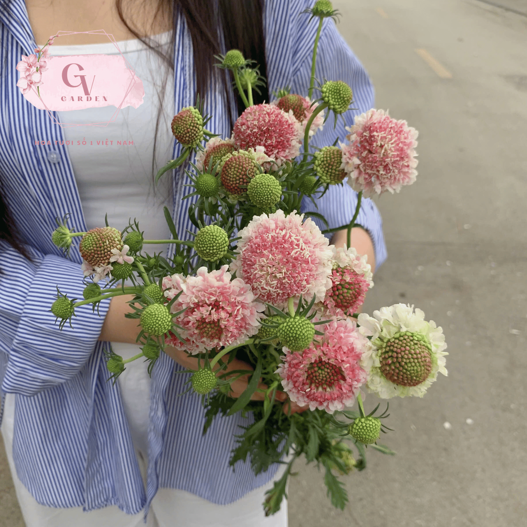 Hình Dáng và Màu Sắc Của Hoa Scabiosa