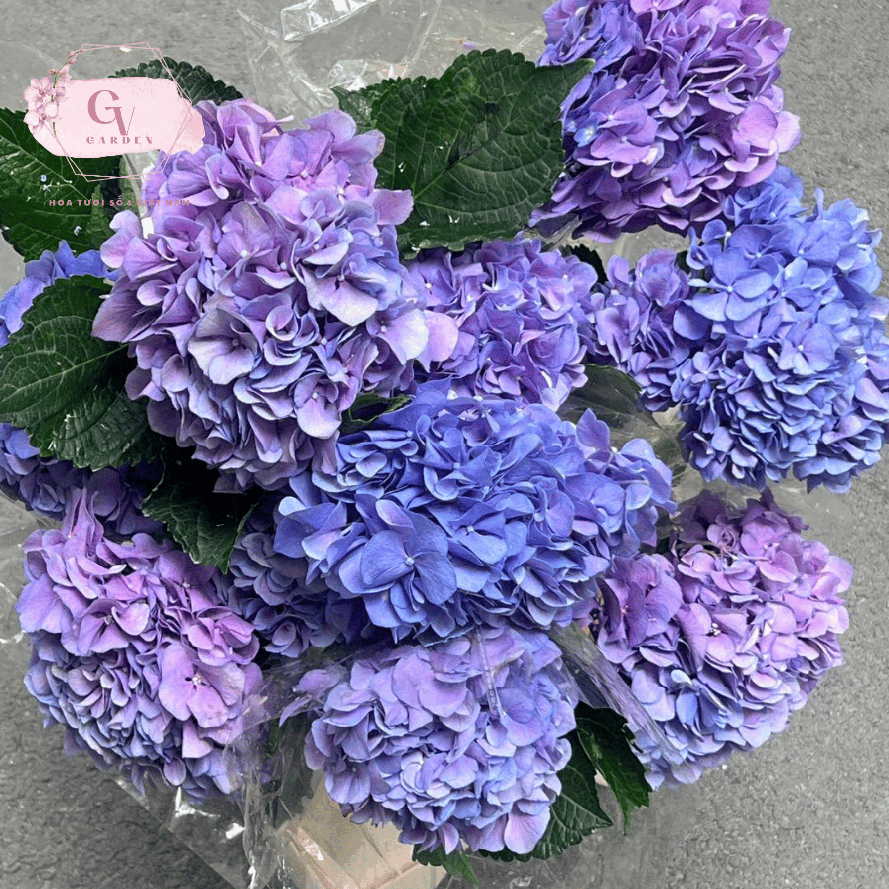 1 Số Đặc Điểm Của Hoa Cẩm Tú Cầu