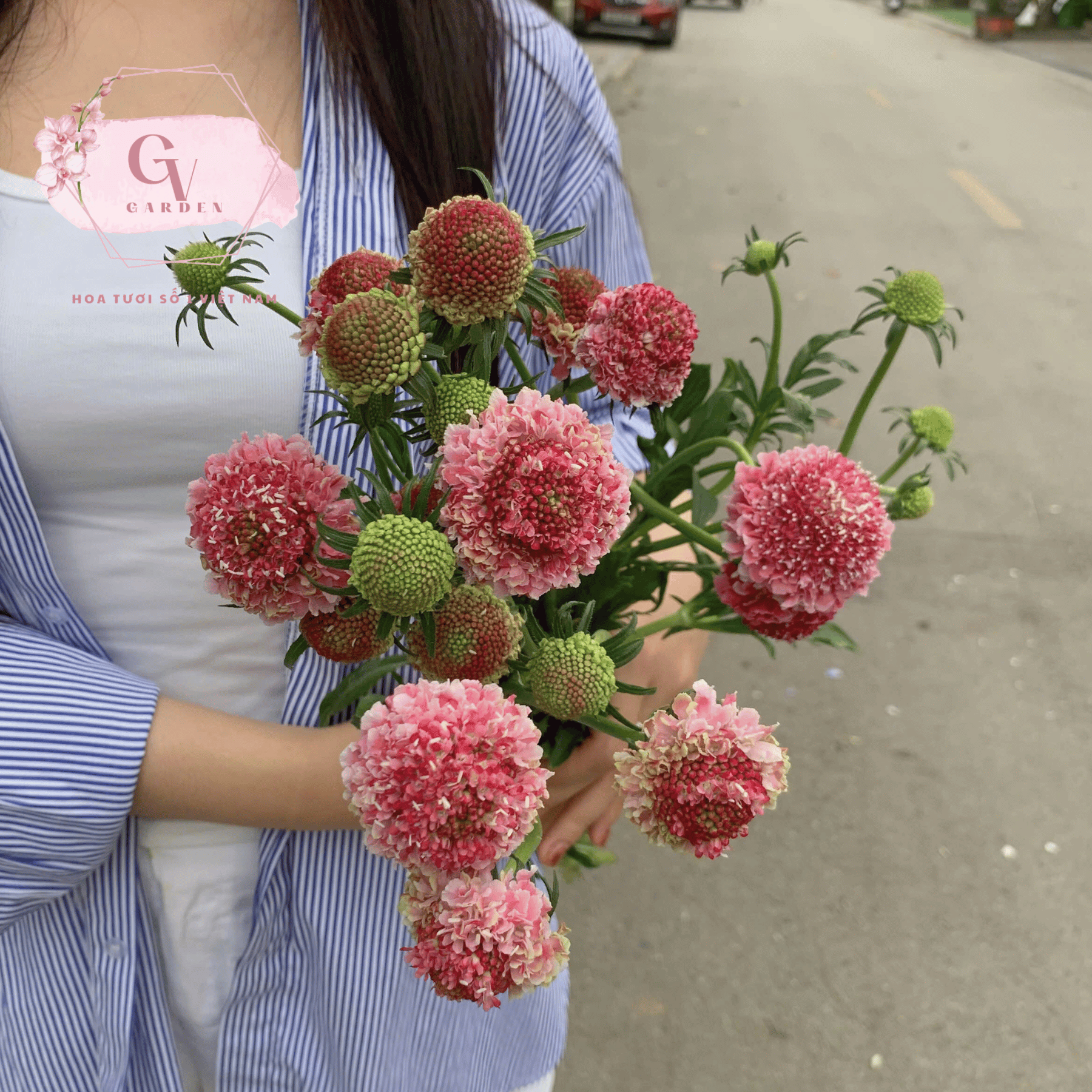 Giới thiệu về hoa Scabiosa
