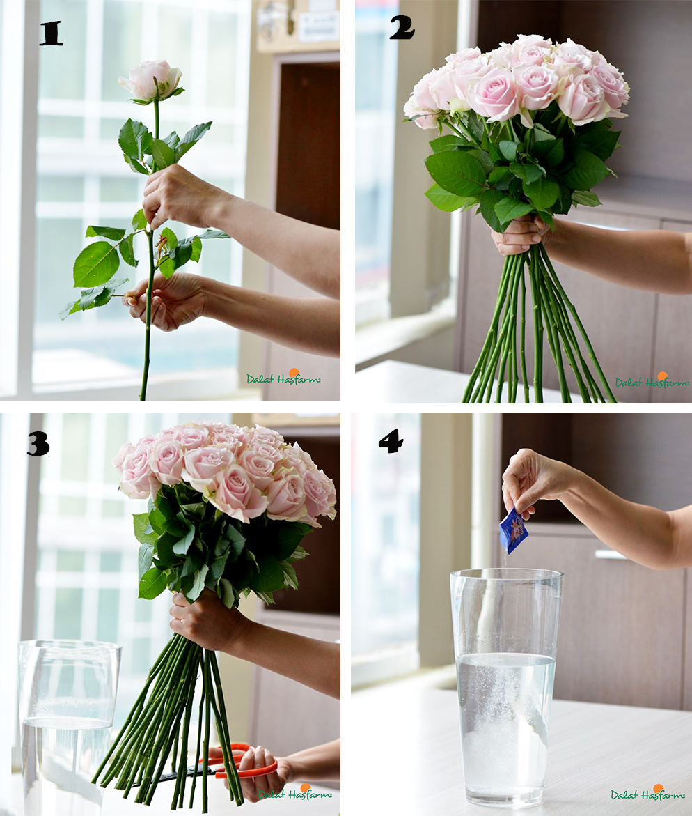 Có nên dùng viên dưỡng hoa cho hoa hồng