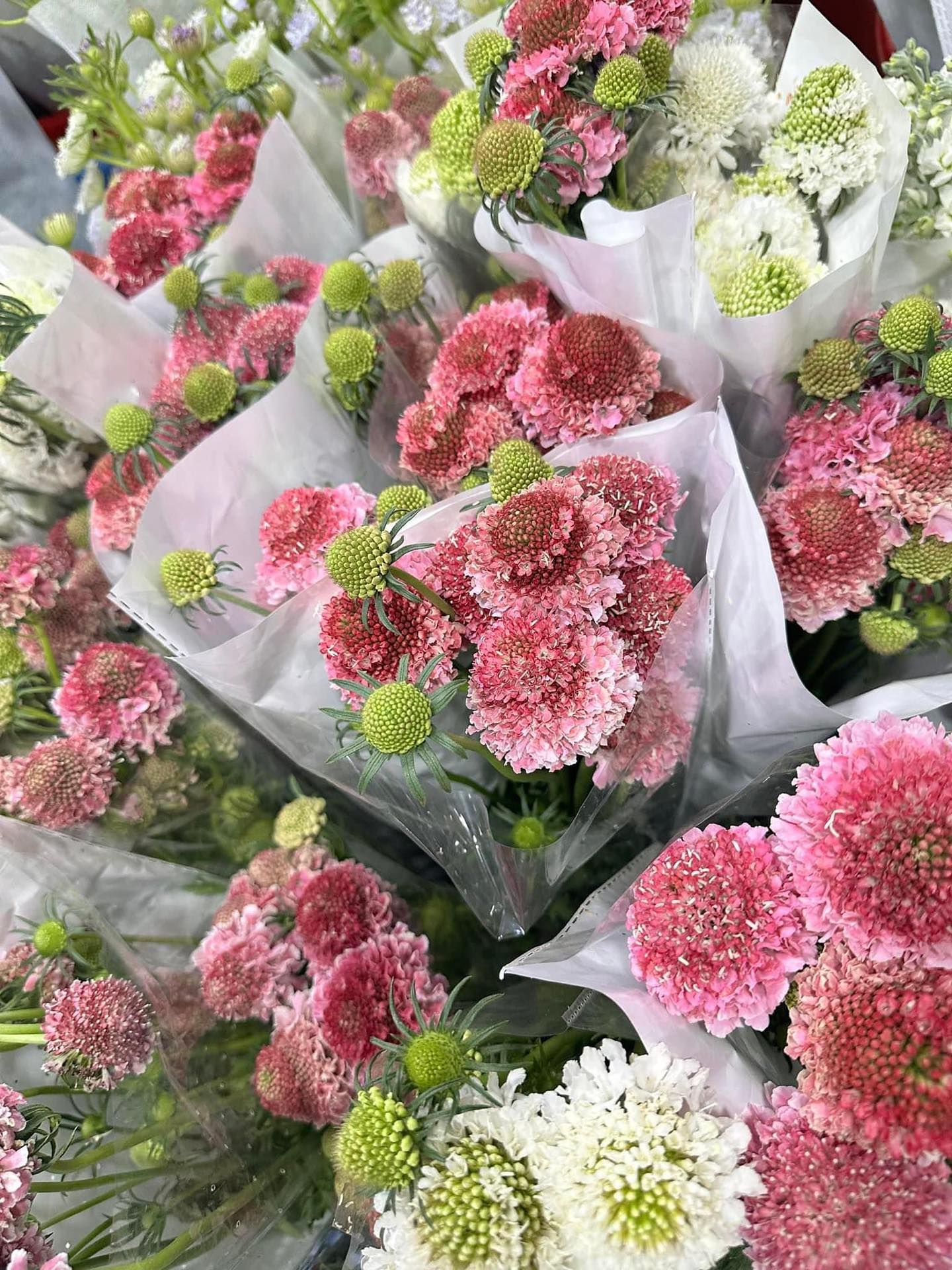 Tại Sao Nên Chọn Hoa Scabiosa Tại GV Garden