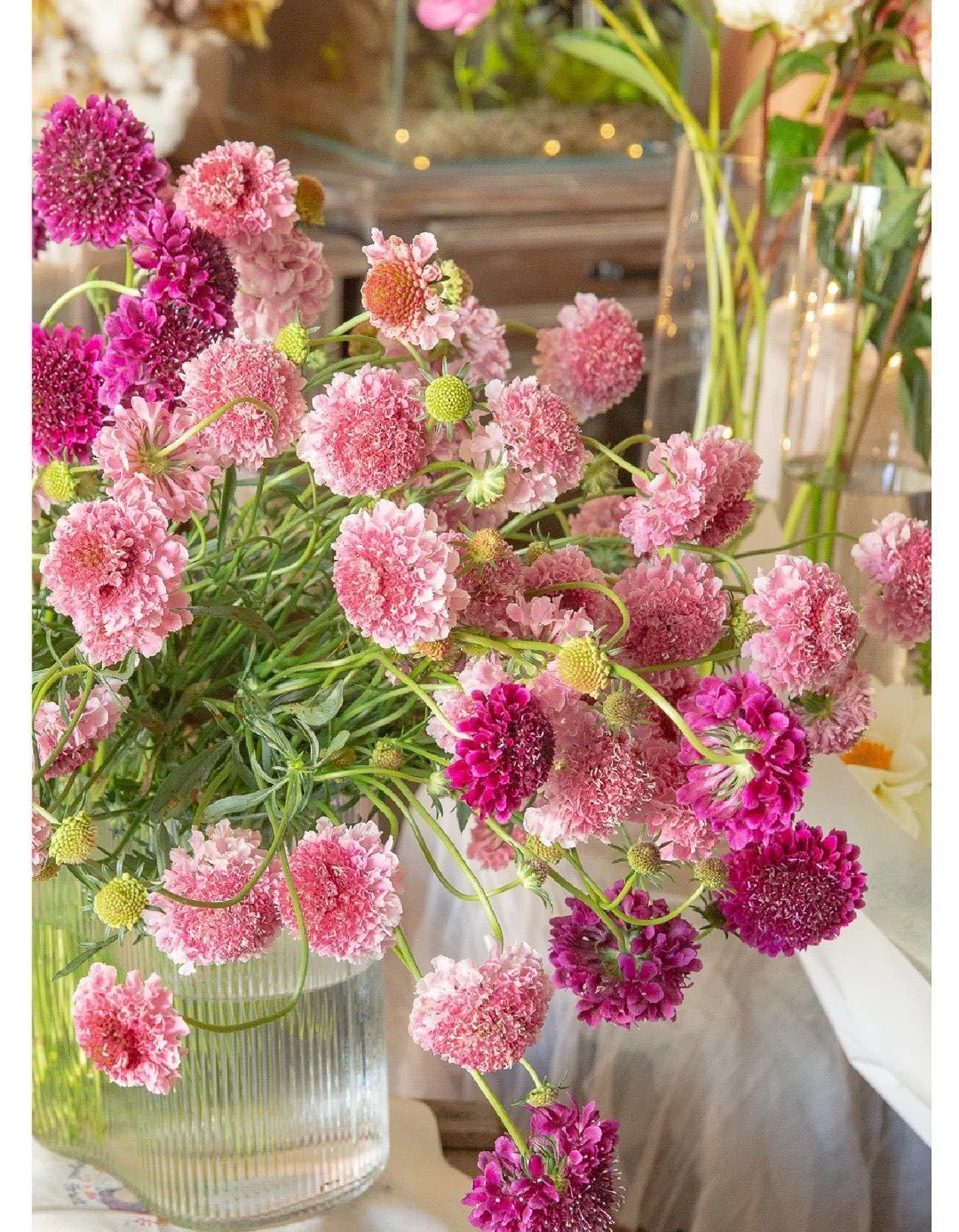 Ý Nghĩa Hoa Scabiosa