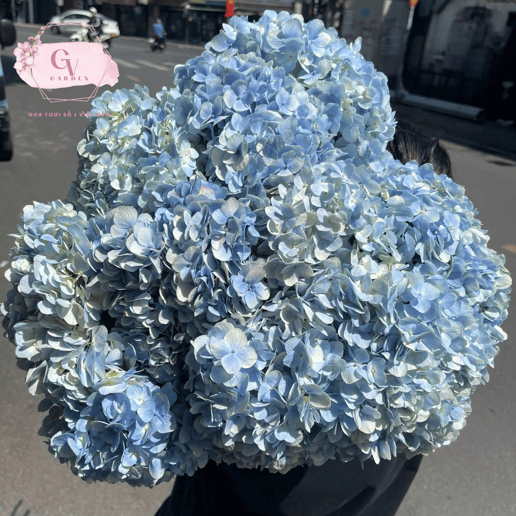 Trang trí hoa cẩm tú cầu