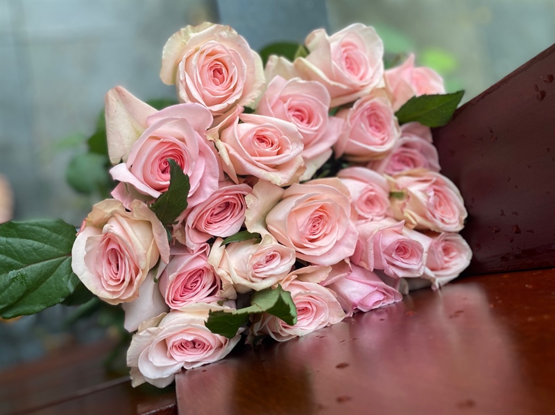 Hoa hồng Hồng Kem