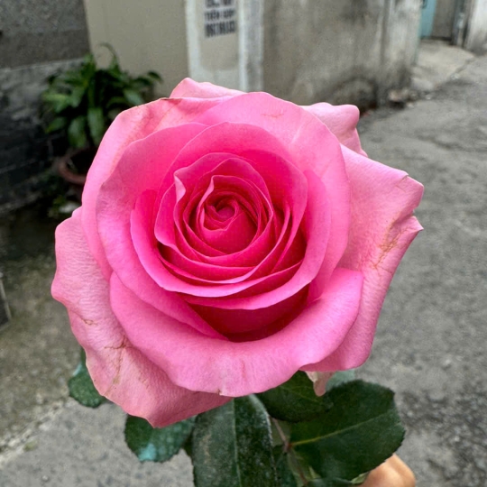 Hoa hồng Sen Đại