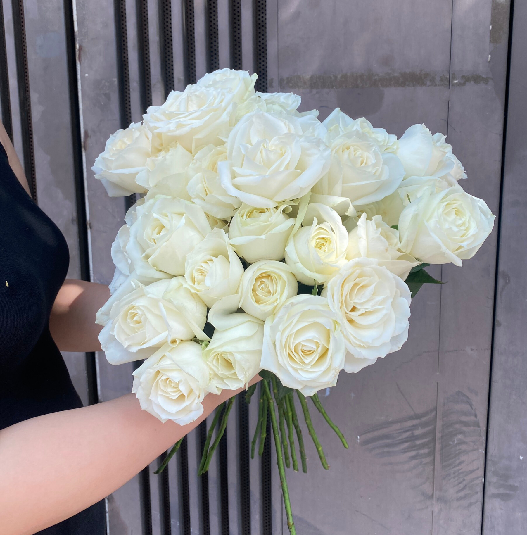 Hoa hồng Trắng Cồ