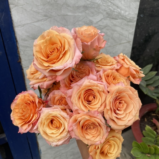 z5211073887458ff279df3313463d6cb4723a7777b00c7 4378