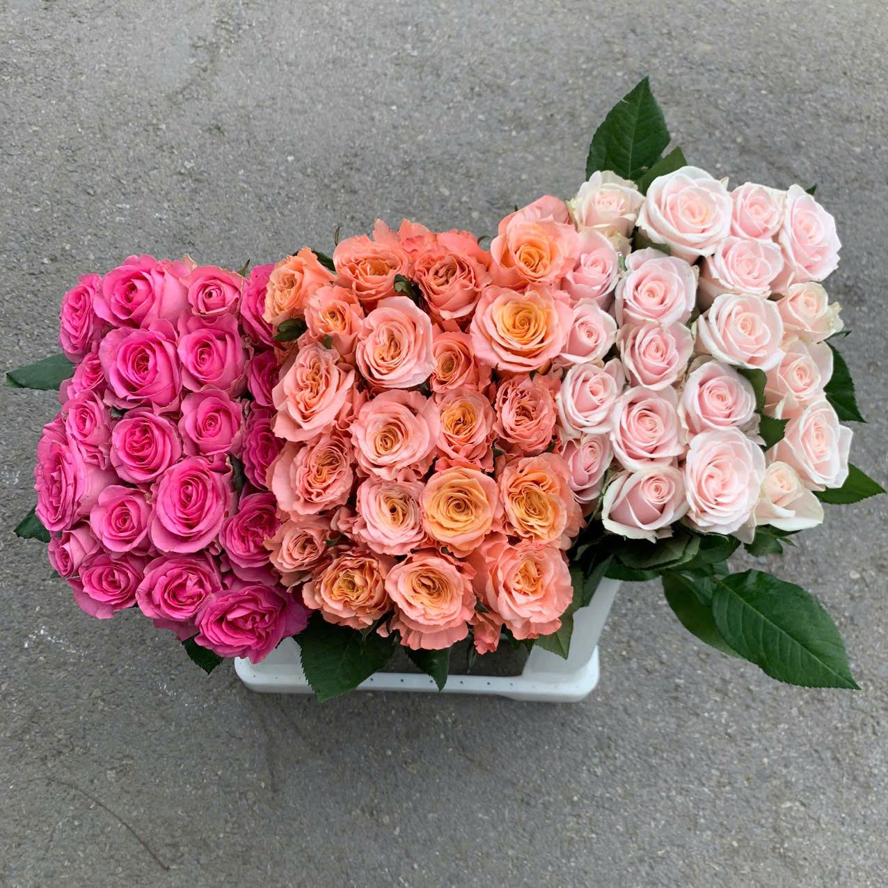 9 loại hoa hồng nội siêu đẹp 