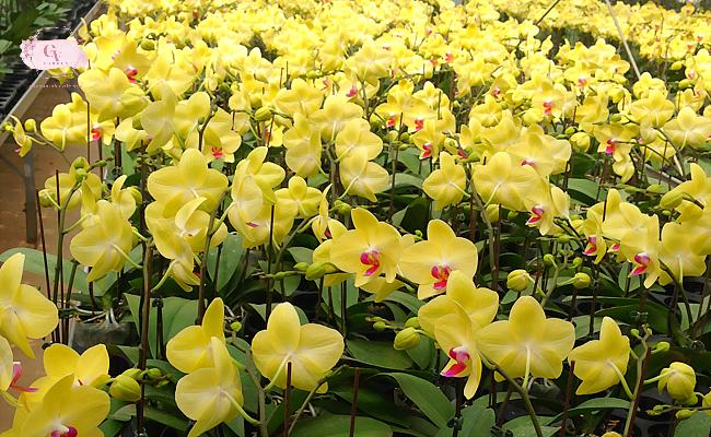 hoa lan ho diep vang mau sac y nghia lan ho diep vang 1