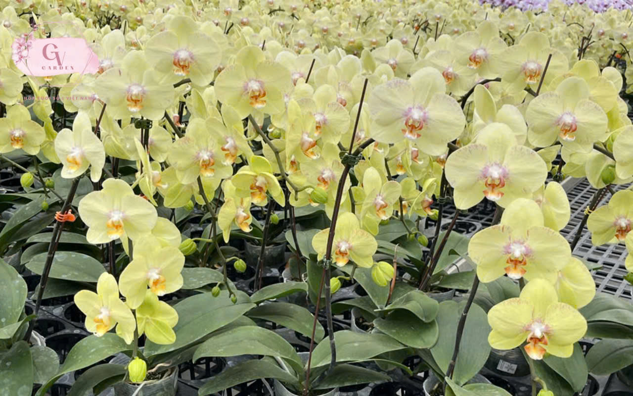 Quy trình tưới nước dưỡng lan Hồ Điệp tươi lâu