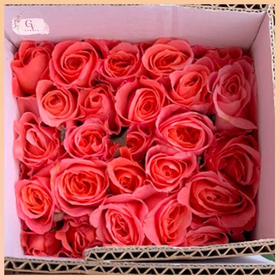 Hoa Hồng Cam London