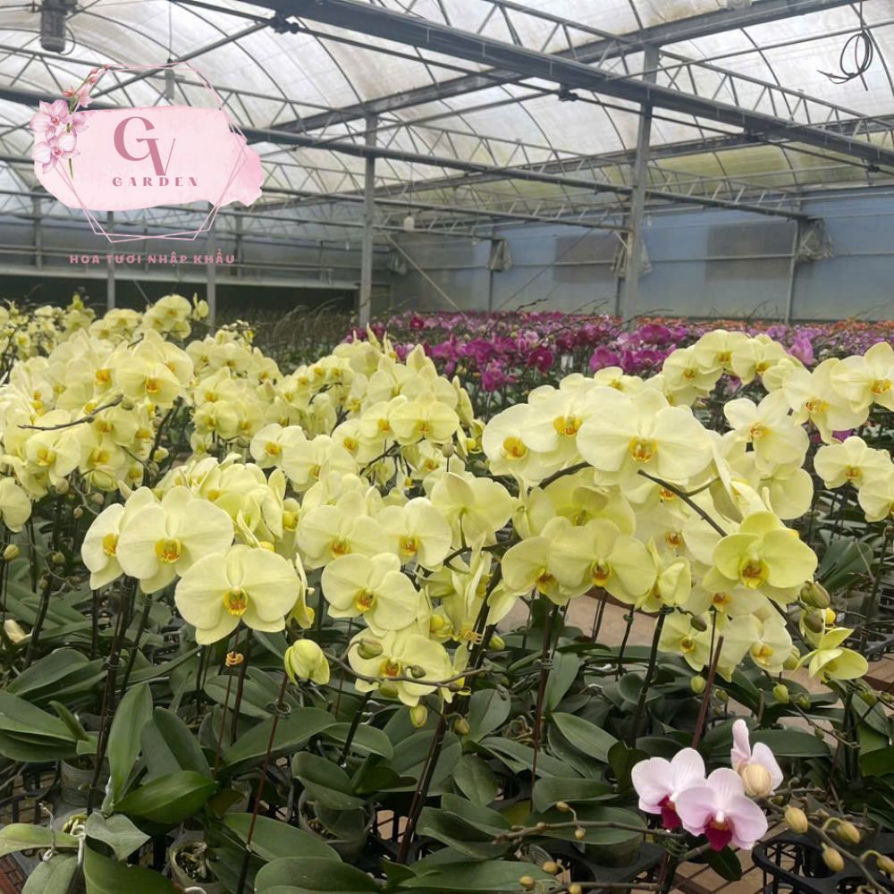 Hoa Lan Hồ Điệp Vàng