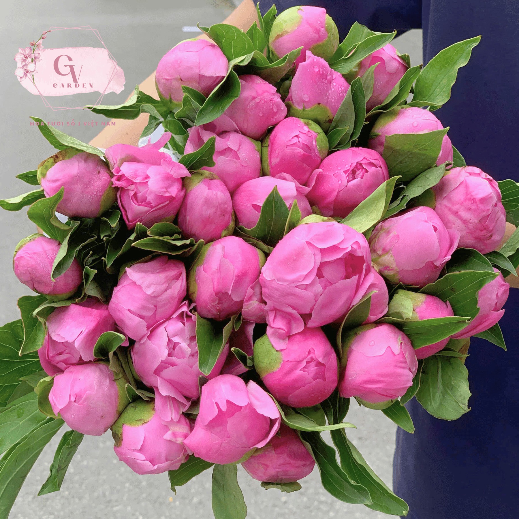 Hoa Mẫu Đơn (Peony)