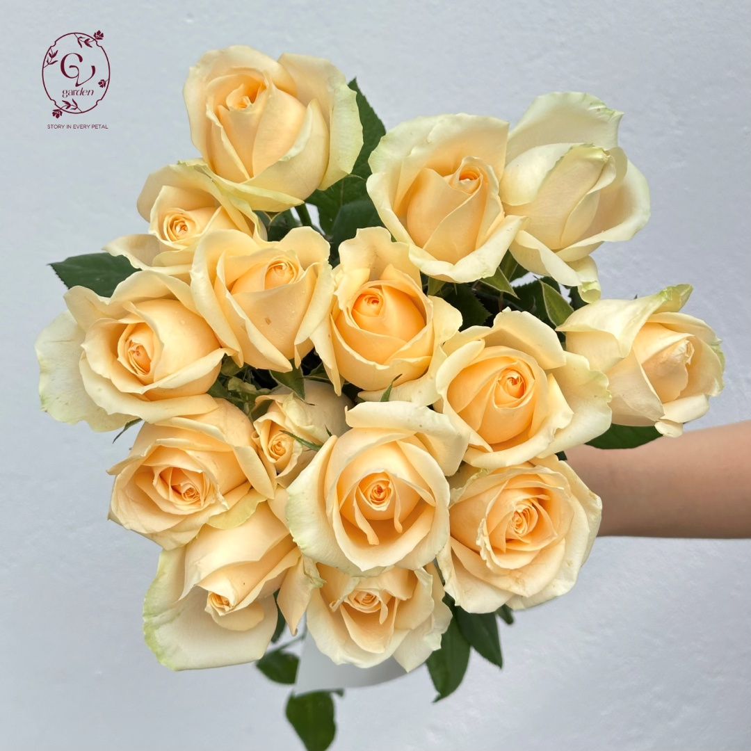 Hoa Hồng Kem Trứng