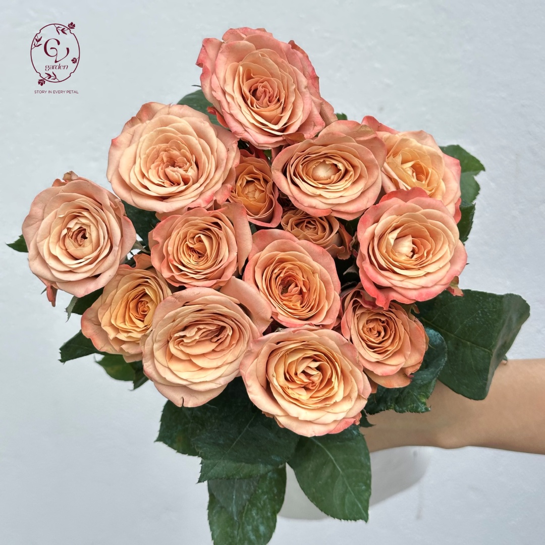 Hoa Hồng Capuchino