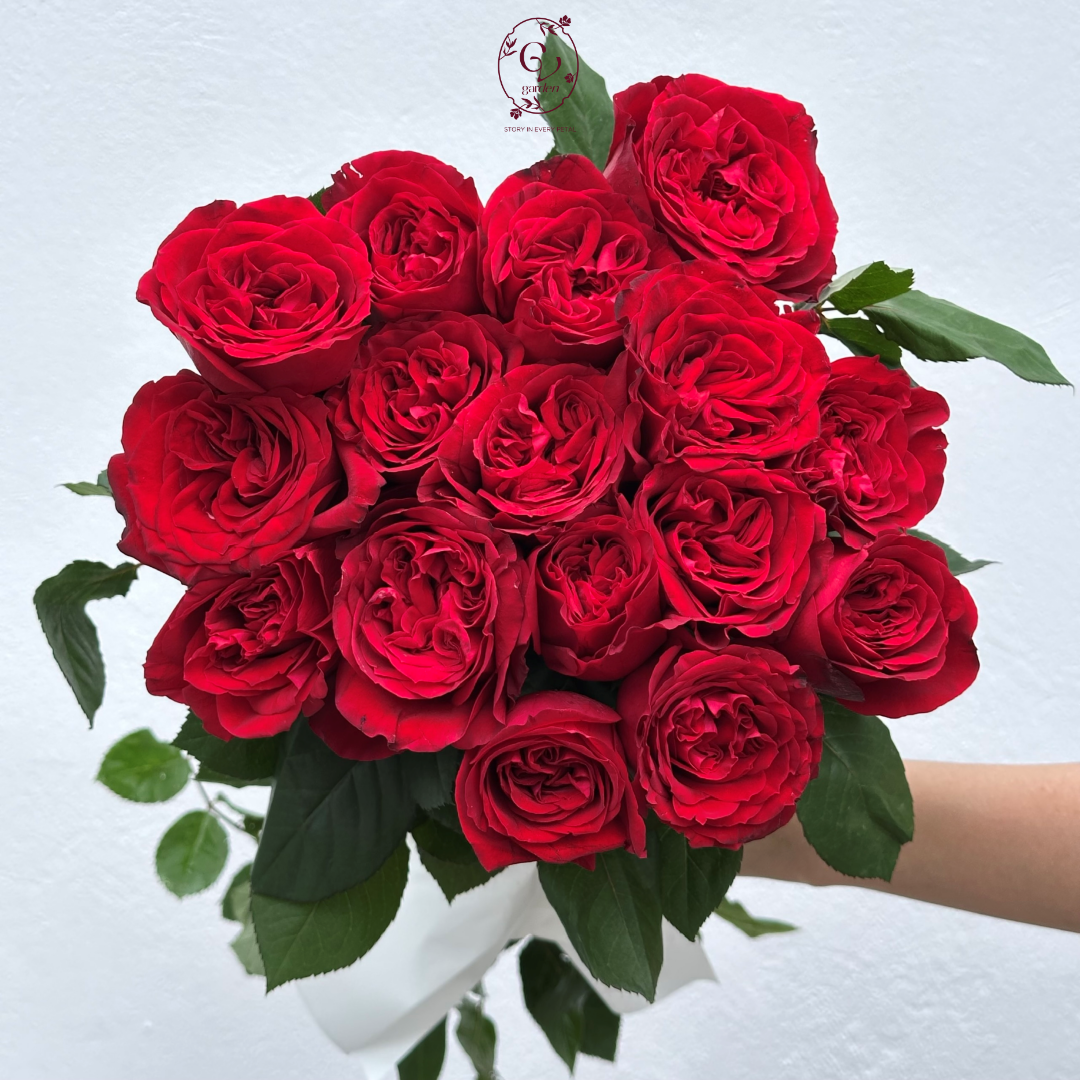 Hoa Hồng Ohara Đỏ