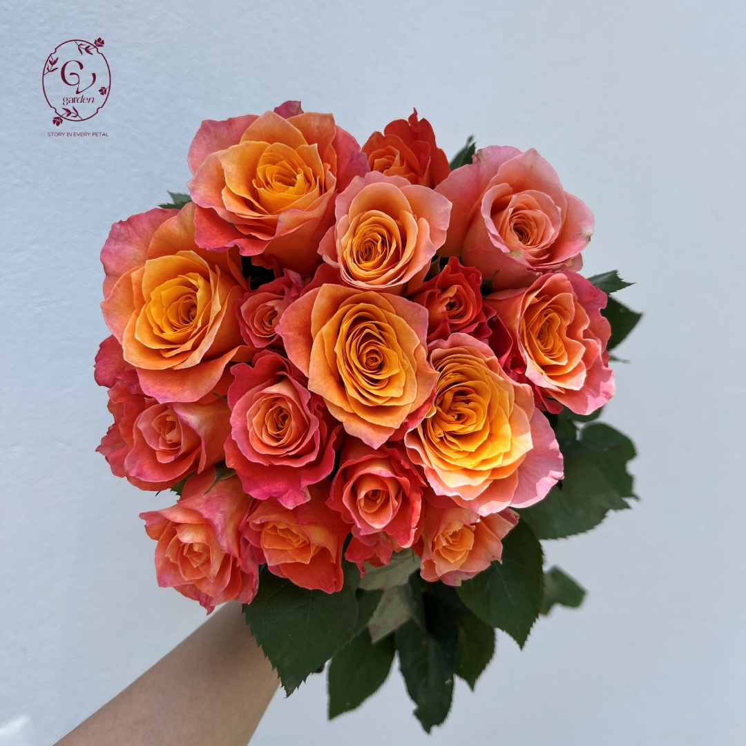 Hoa Hồng Cam Spirit