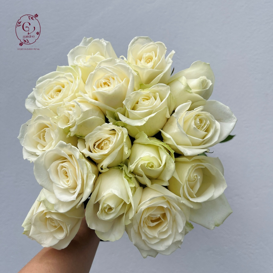 Hoa Hồng Trắng Cồ