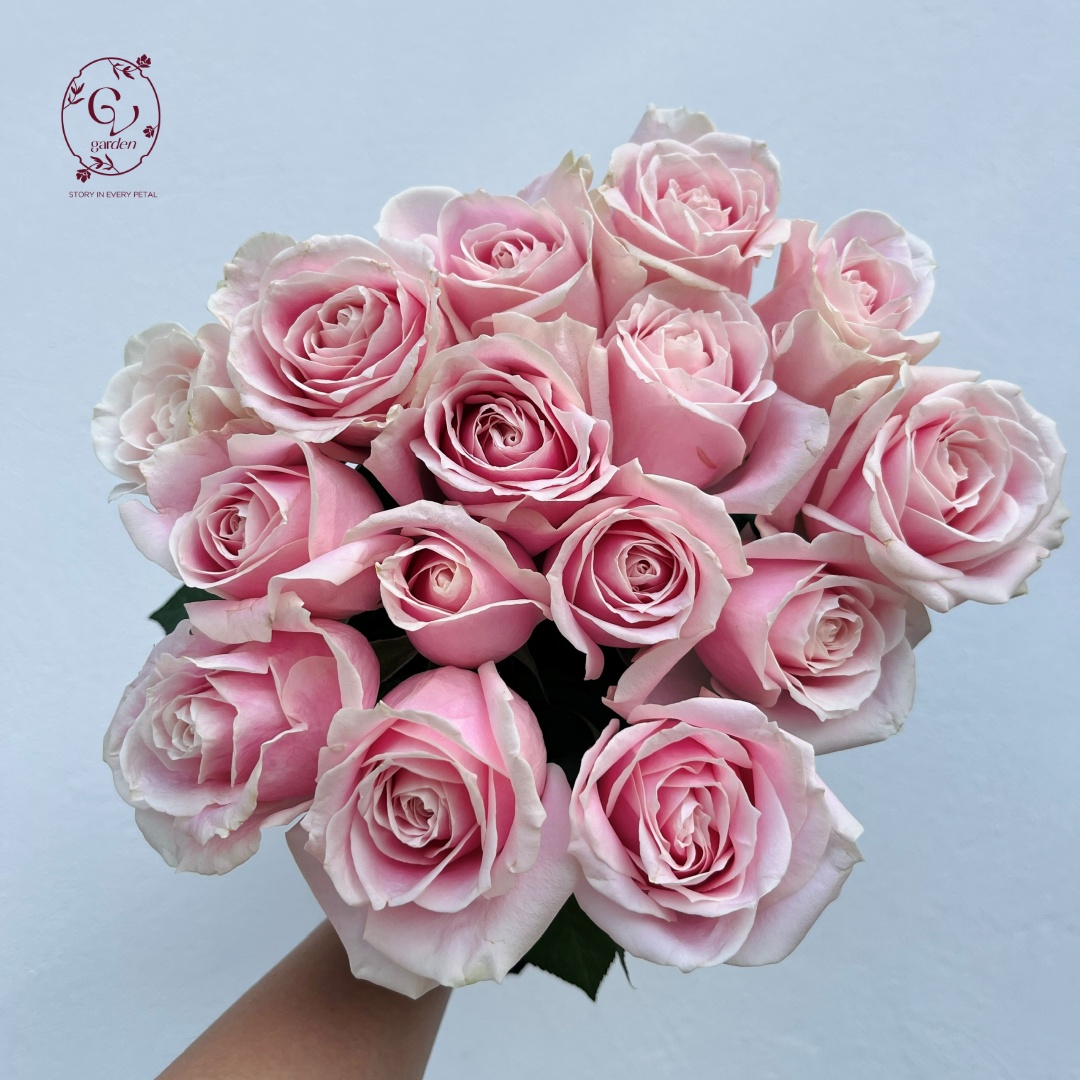 Hoa Hồng Kem Hồng