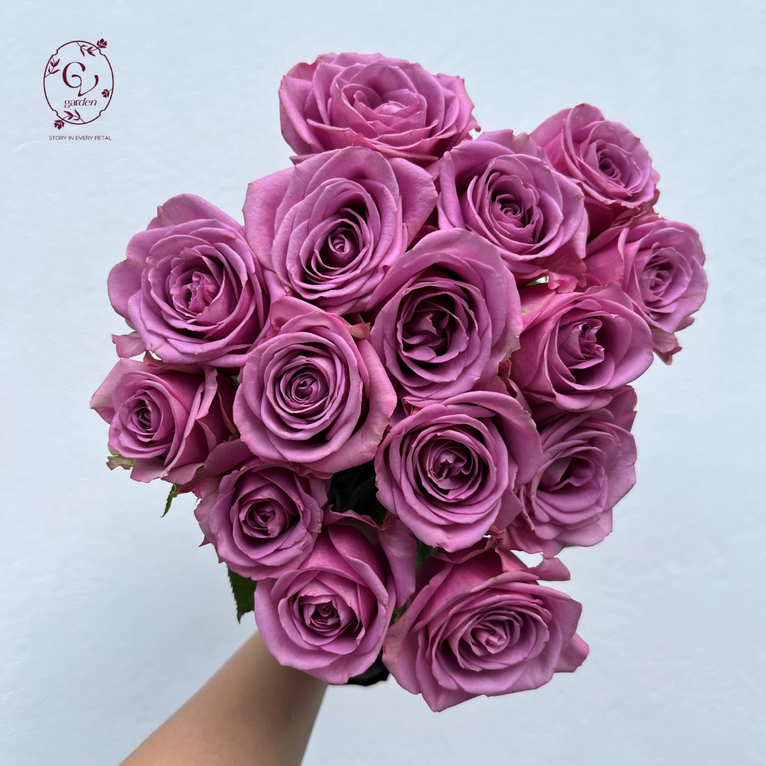 Hoa Hồng Tím Huế