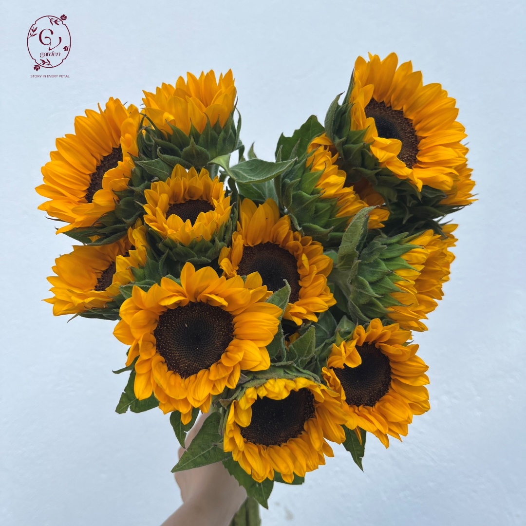 Hoa Hướng Dương