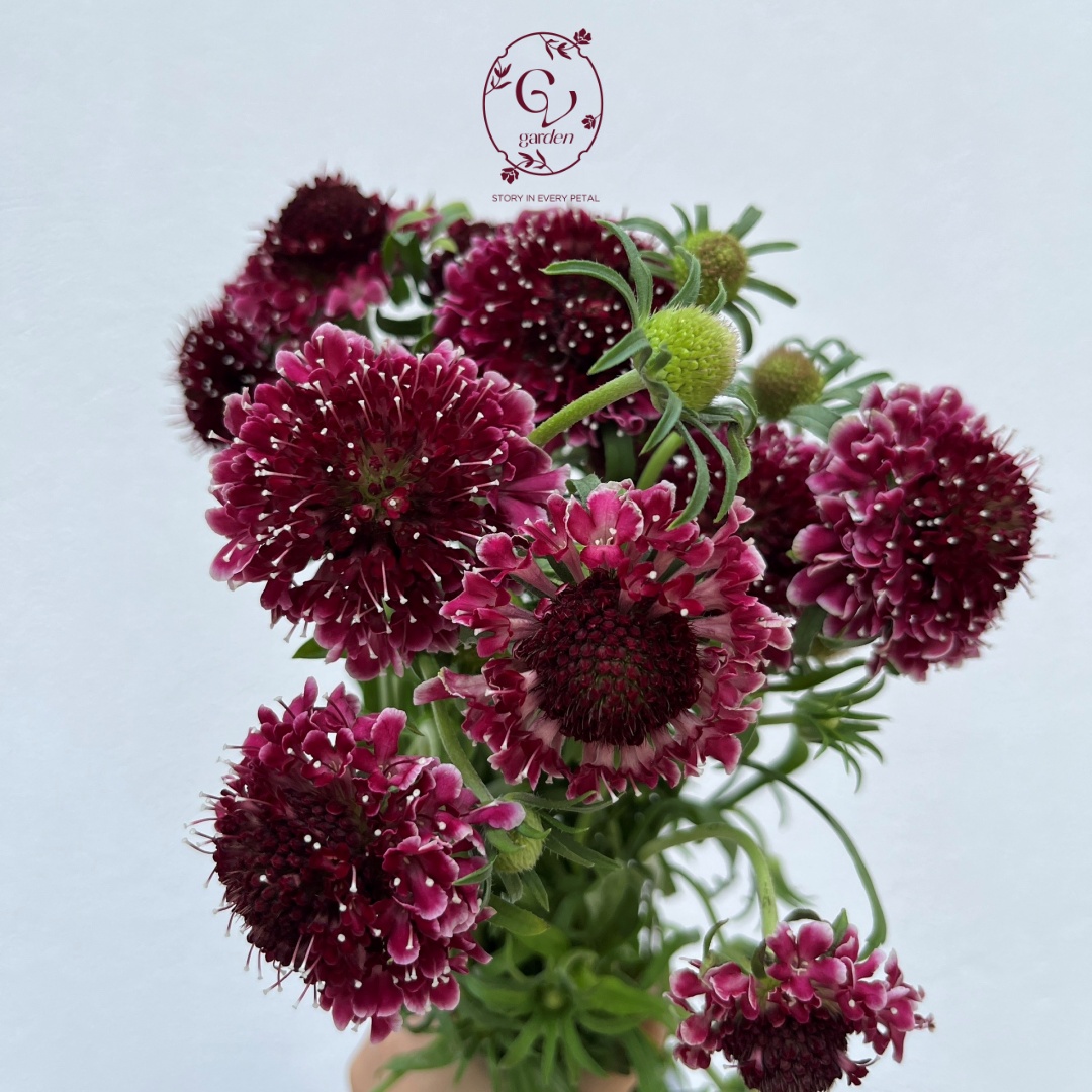 Hoa Scabiosa