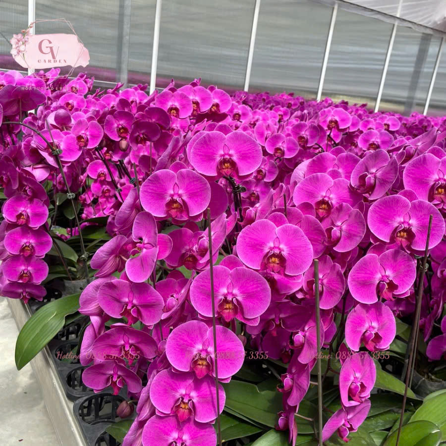 Hoa Lan Hồ Điệp Tím