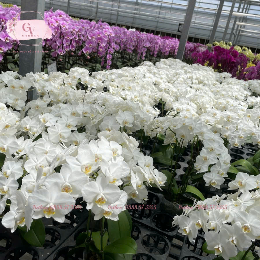 Hoa Lan Hồ Điệp Trắng Cắt Cành